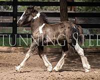 smokey-black-halter-homozygous-horse