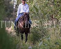 natural-horsemanship-training-quarter-horse