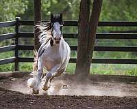 black-tobiano-mare-stallion