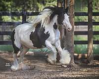 tobiano-horse