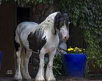 black-tobiano-horse