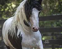 black-gypsy-vanner-mare