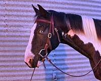 tobiano-paint-gelding