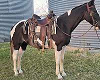 tobiano-blue-eyed-horse