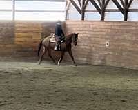 thoroughbred-gelding