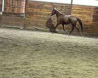 all-around-gelding