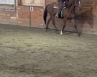 athletic-gelding