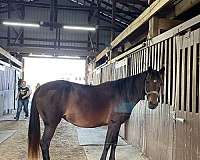 breeding-kentucky-mountain-horse