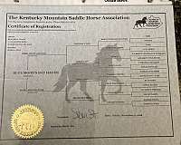 experienced-kentucky-mountain-horse