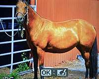 quarter-horse-for-sale