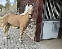 dressage-morgan-horse