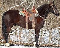 trai-morgan-horse