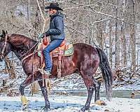 all-around-morgan-horse