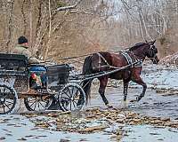 athletic-morgan-horse