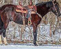 all-around-kentucky-mountain-horse