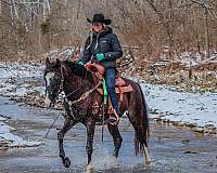 athletic-kentucky-mountain-horse