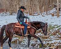 drill-team-kentucky-mountain-horse