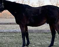 family-quarter-horse-thoroughbred-horse