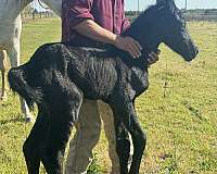 friesian-weanling