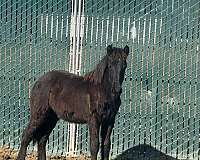 friesian-horse-for-sale