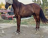 andalusian-gelding