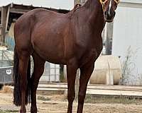 andalusian-horse-for-sale