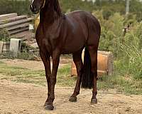 andalusian-horse