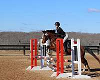 english-pleasure-welsh-pony