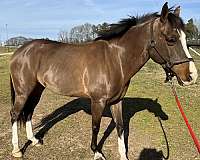 athletic-welsh-pony