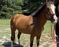 equitation-welsh-pony