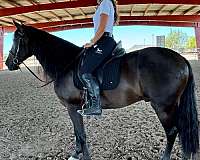 dressage-andalusian-horse