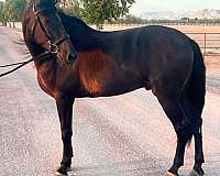 working-equitation-andalusian-horse