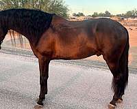 caballo-andalusian-horse