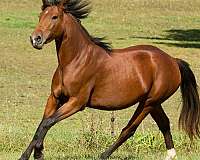 belle-andalusian-horse