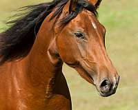 haute-ecole-andalusian-horse