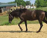 buckskin-andalusian-unborn-foal