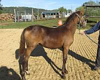 haute-ecole-horse