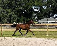 dressage-arabian-horse