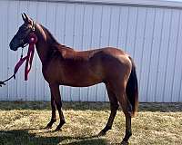 big-trot-arabian-horse