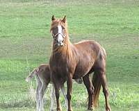 andalusian-connemara-pony