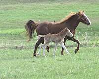 belle-connemara-pony