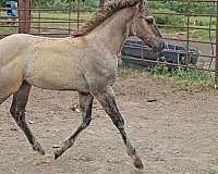 athletic-quarter-horse