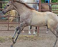 barrel-racing-quarter-horse