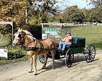 haflinger-gelding