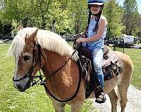 haflinger-horse-for-sale