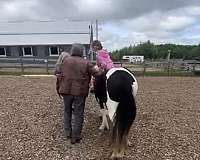 gypsy-vanner-filly