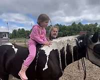 gypsy-vanner-horse