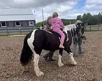 gypsy-vanner-horse-for-sale