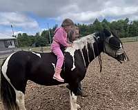 gypsy-vanner