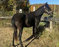 morgan-horse-for-sale